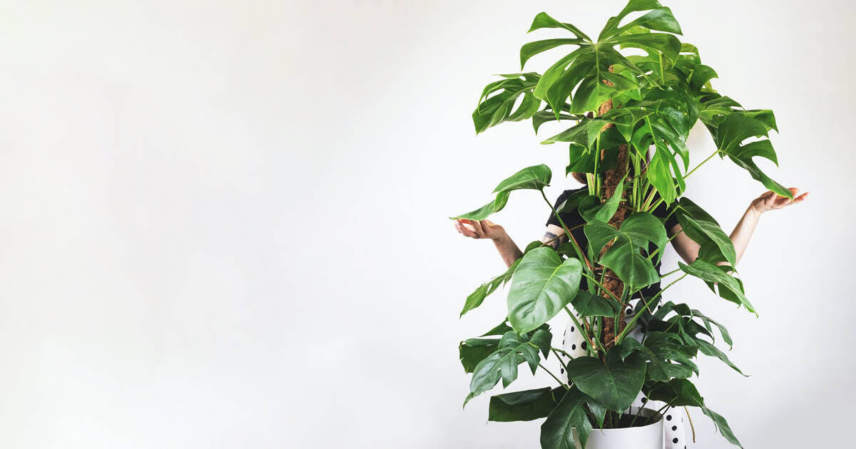 Kerstboom eruit, kamerplant erin