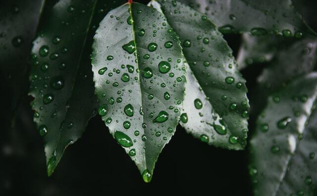 Een groene en droogtebestendige tuin zonder drinkwater te verspillen