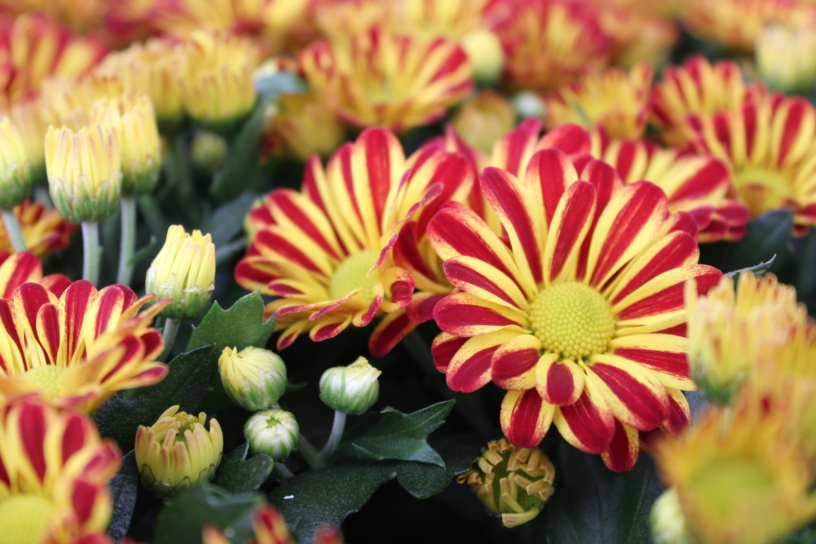 Herfst roept om bloemen