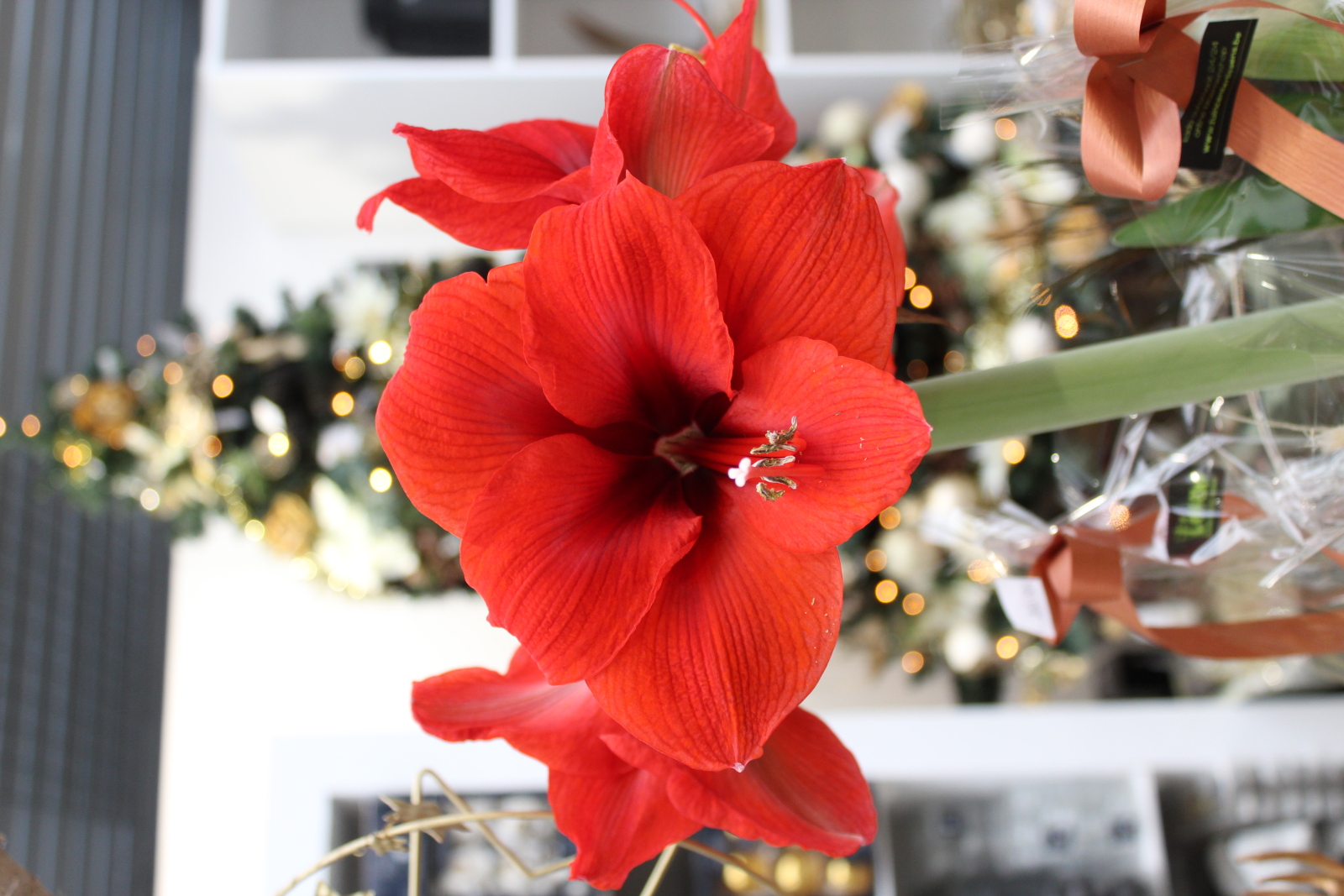 Hoe verzorg je een Amaryllis?