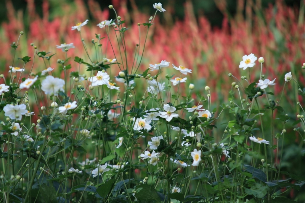 Speciale vaste planten voor je tuin