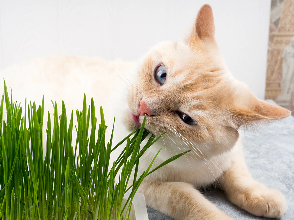 Verwen je kat met kattengras