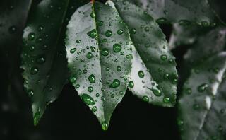 Een groene en droogtebestendige tuin zonder drinkwater te verspillen