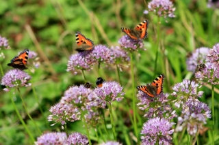 Met deze bijen- en vlinderlokkers draag je bij aan de biodiversiteit