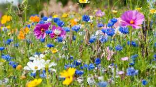 Bloemenzaden voor meer biodiversiteit in je tuin